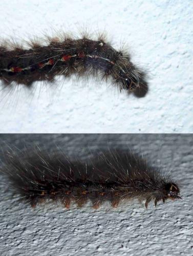Creatonotos sp.